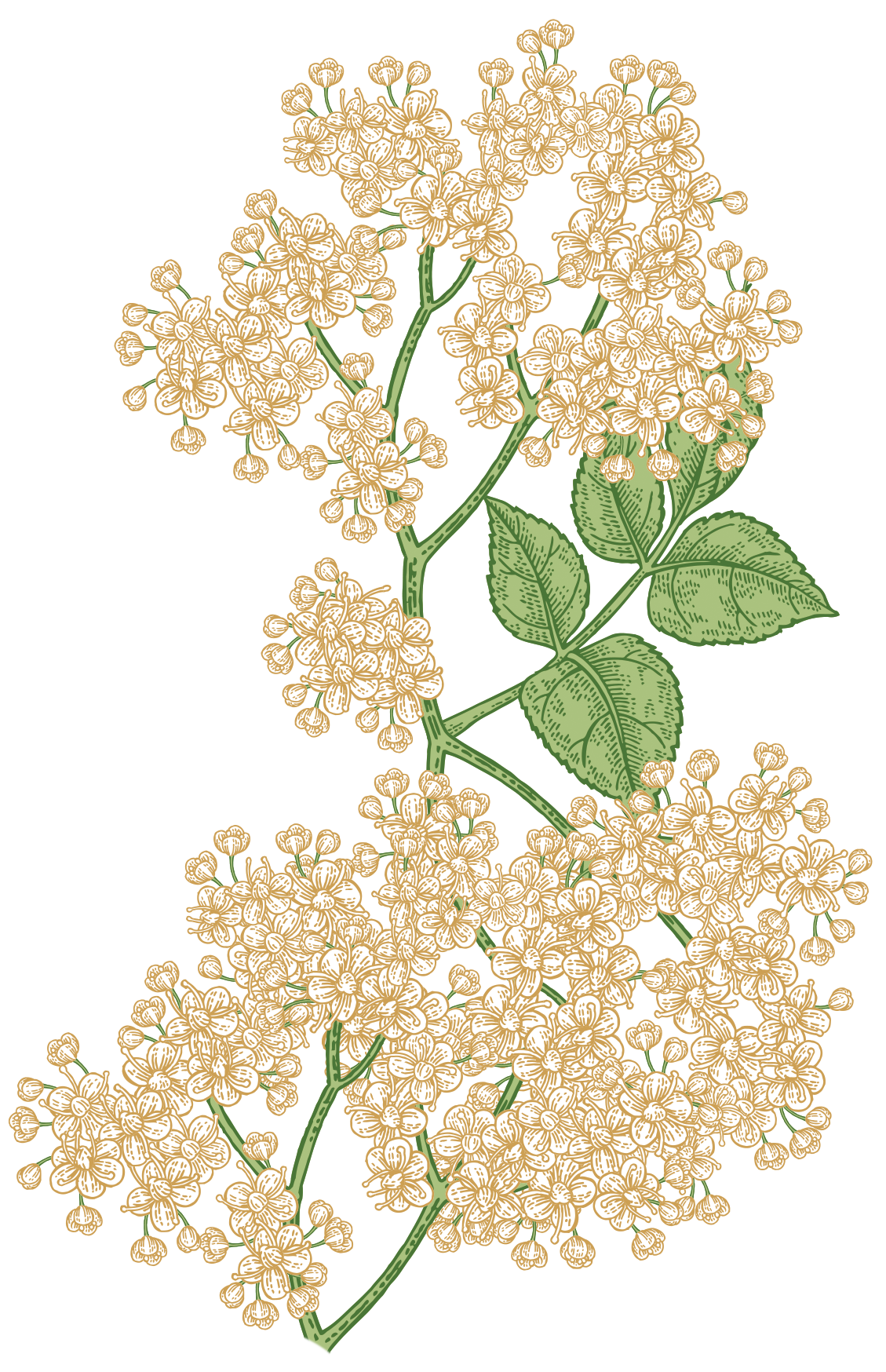 elderflower illustration